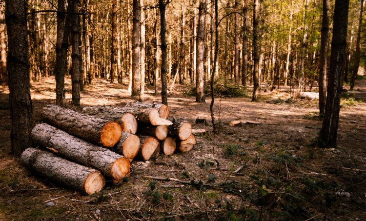 Dvije osobe uhićene zbog sumnje na šumsku krađu na području Kupresa