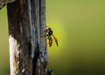 Pčele, ose i stršljeni sve aktivniji: Evo kako se zaštititi i prepoznati opasne simptome