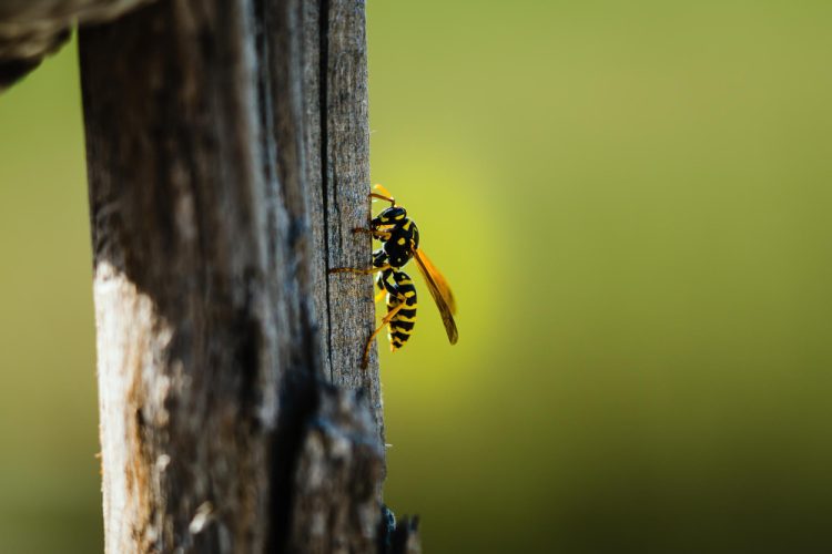 Pčele, ose i stršljeni sve aktivniji: Evo kako se zaštititi i prepoznati opasne simptome