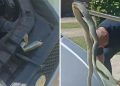 Sve češći prizori: Ovo je znak da se u vaš automobil sakrila zmija