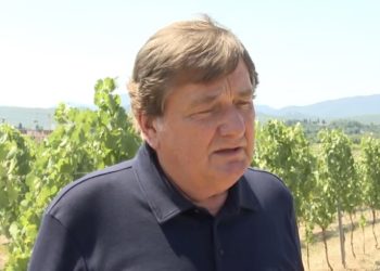 Kakav će ove godine biti urod u vinogradima diljem Hercegovine?