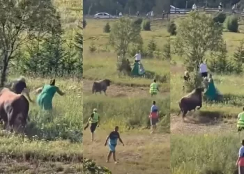 (VIDEO) Korida u BiH se otela kontroli: Bik pobjegao iz ringa i krenuo prema publici