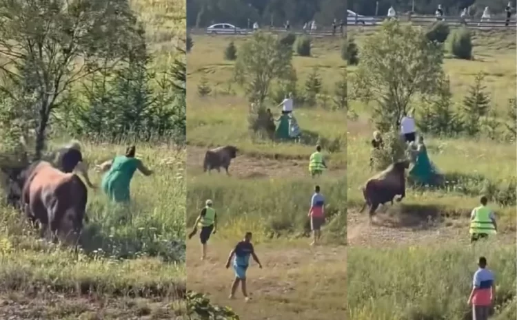 (VIDEO) Korida u BiH se otela kontroli: Bik pobjegao iz ringa i krenuo prema publici