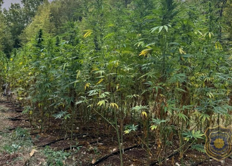 FUP imao akciju u Hercegovini: Uhićene dvije osobe na plantaži Cannabis-a