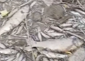 (VIDEO) Užasni prizori u BiH: Rijeka u potpunosti presušila, riba uginula
