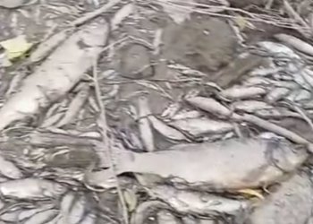 (VIDEO) Užasni prizori u BiH: Rijeka u potpunosti presušila, riba uginula