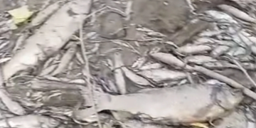 (VIDEO) Užasni prizori u BiH: Rijeka u potpunosti presušila, riba uginula