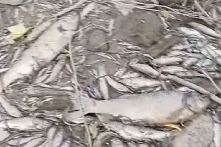 (VIDEO) Užasni prizori u BiH: Rijeka u potpunosti presušila, riba uginula