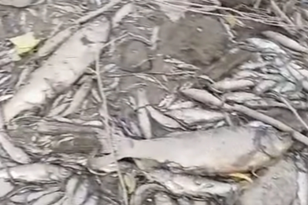 (VIDEO) Užasni prizori u BiH: Rijeka u potpunosti presušila, riba uginula (VIDEO) Užasni prizori u BiH: Rijeka u potpunosti presušila, riba uginula