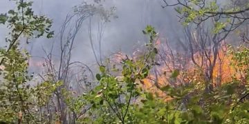 Požar iz Širokog Brijega proširio se prema Čitluku, vatrogasci i dalje na terenu