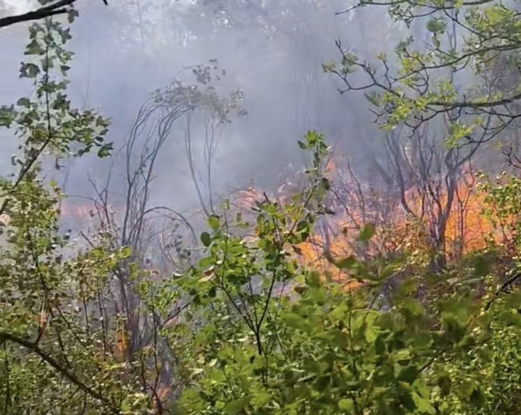Požar iz Širokog Brijega proširio se prema Čitluku, vatrogasci i dalje na terenu