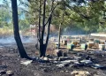 Požar uništio pčelinjak kod Ljubuškog