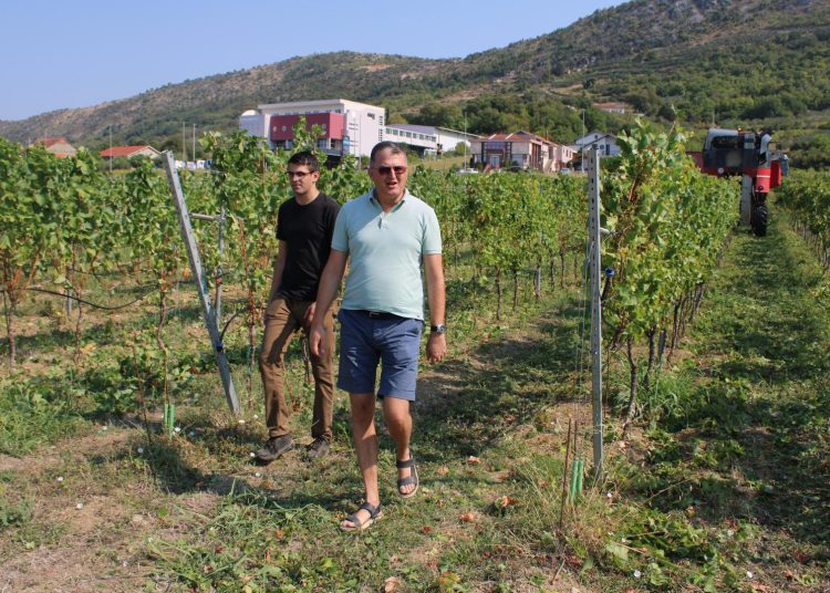„Strojobranje“ u Ljubuškom: Vinogradi Nuić prvi u Hercegovini beru grožđe samohodnim strojem