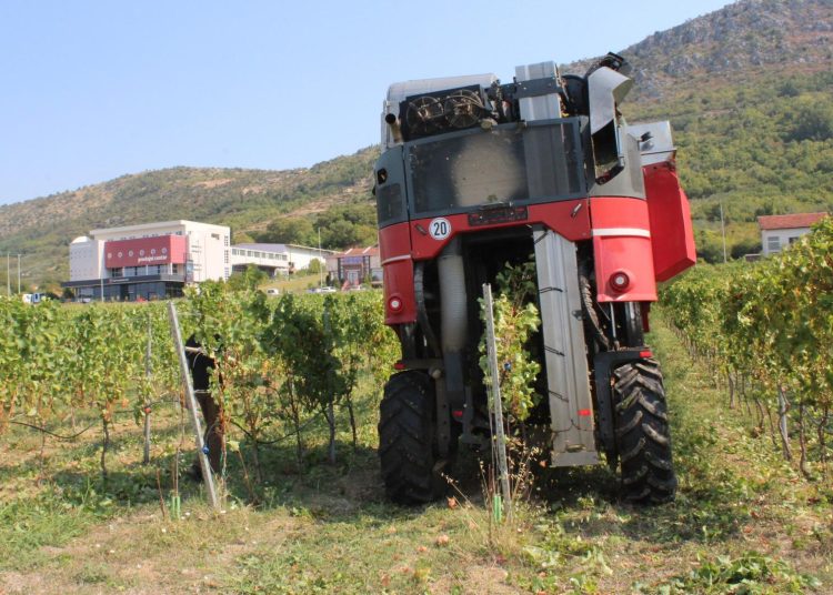„Strojobranje“ u Ljubuškom: Vinogradi Nuić prvi u Hercegovini beru grožđe samohodnim strojem
