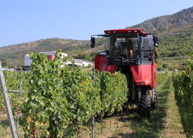 „Strojobranje“ u Ljubuškom: Vinogradi Nuić prvi u Hercegovini beru grožđe samohodnim strojem