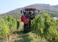 „Strojobranje“ u Ljubuškom: Vinogradi Nuić prvi u Hercegovini beru grožđe samohodnim strojem