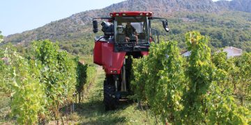 „Strojobranje“ u Ljubuškom: Vinogradi Nuić prvi u Hercegovini beru grožđe samohodnim strojem
