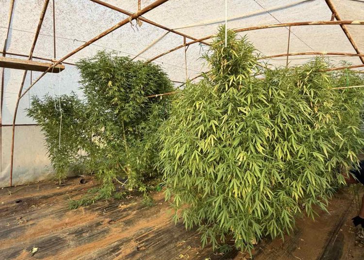 U Stocu pronađene 64 stabljike koje asociraju na indijsku konoplju i oko 3 kg droge