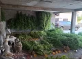 U Stocu pronađene 64 stabljike koje asociraju na indijsku konoplju i oko 3 kg droge