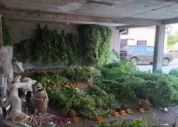 U Stocu pronađene 64 stabljike koje asociraju na indijsku konoplju i oko 3 kg droge