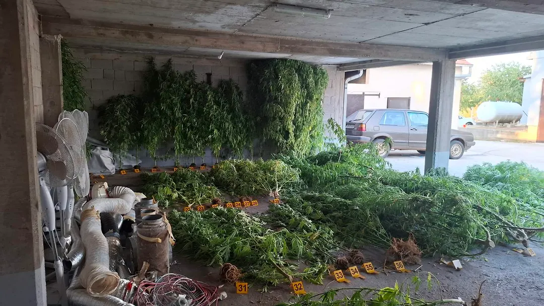 U Stocu pronađene 64 stabljike koje asociraju na indijsku konoplju i oko 3 kg droge U Stocu pronađene 64 stabljike koje asociraju na indijsku konoplju i oko 3 kg droge