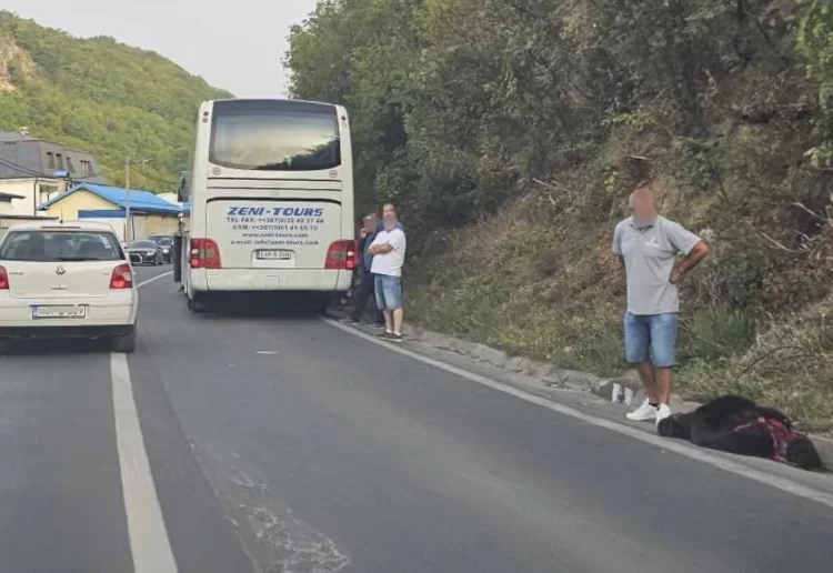 Autobus kod Travnika udario medvjeda na magistralnoj cesti