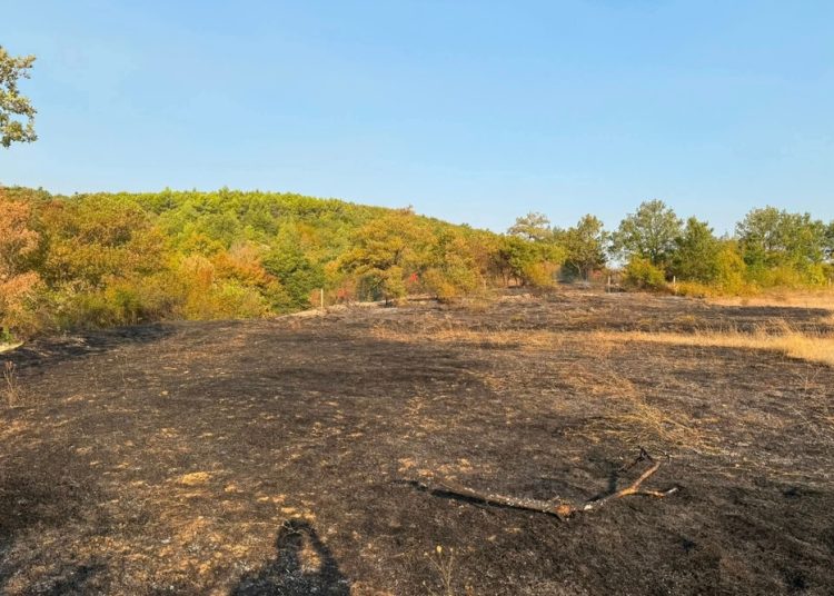 Požar u Služnju kod Čitluka, obranjeni vinogradi