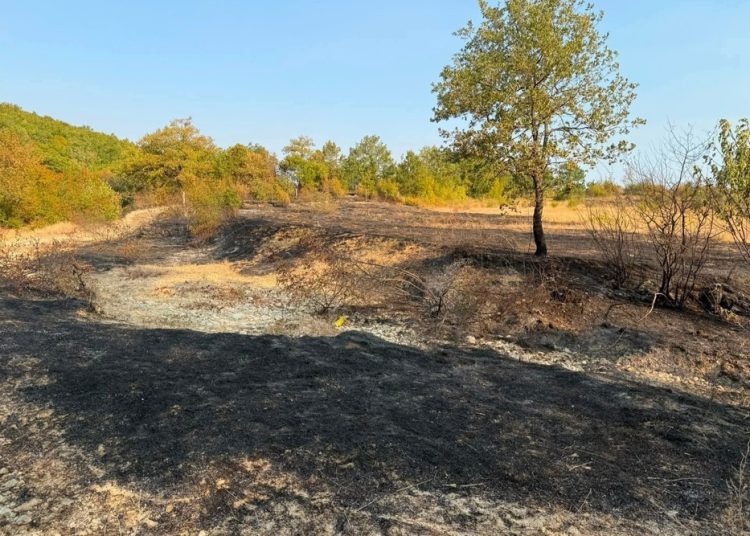 Požar u Služnju kod Čitluka, obranjeni vinogradi