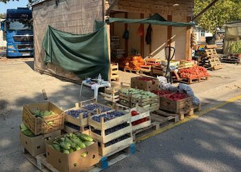 Vrućine i višak robe srušili cijene: Pogledajte koliko sada koštaju paprika i patlidžan na Veletržnici