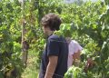 Krenula hercegovačka sezona berbe grožđa