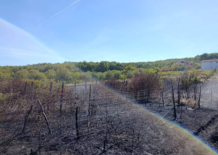 Požar u Ljutom Docu ugrozio stambene objekte: Interveniralo 10 vatrogasaca