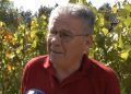 Vinogradarstvo u Tomislavgradu: Od ideje do uspjeha